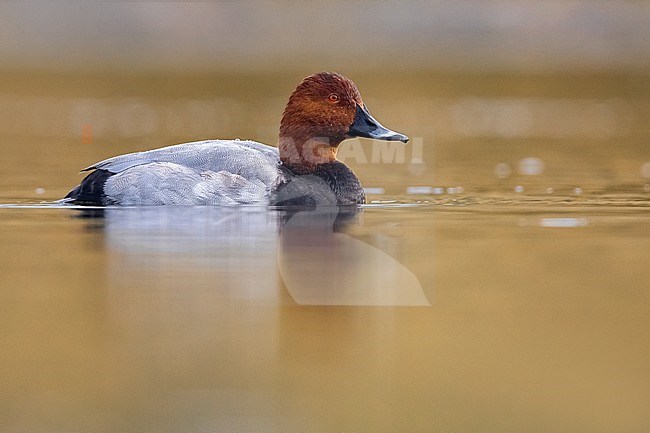 Common Pochard (Aythya ferina) male swimming stock-image by Agami/Daniele Occhiato,