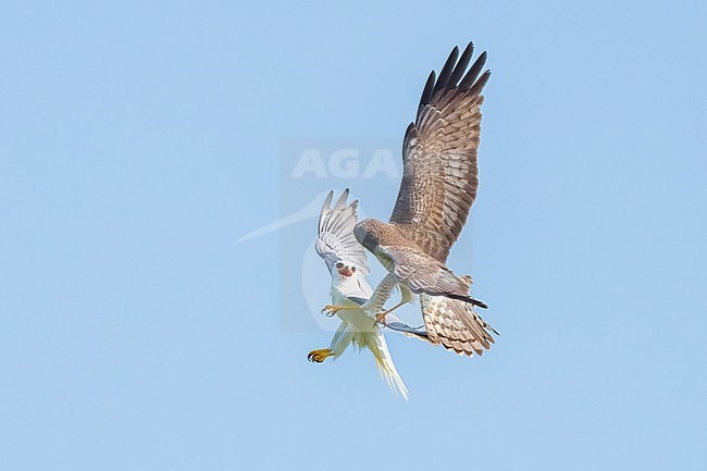 Adult males
Galveston Co., TX
May 2023 stock-image by Agami/Brian E Small,