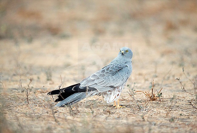 Male Montagu's Harrier (Circus pygargus) wintering in Africa. Standing on the barren ground. stock-image by Agami/Dick Forsman,