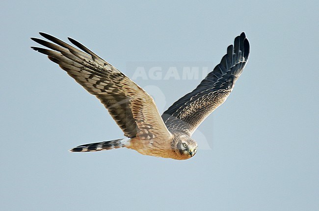 Montagu's Harrier (Circus pygargus) juvenile male stock-image by Agami/Dick Forsman,