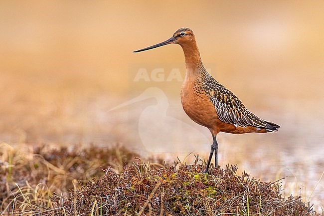 Bar-tailed Godwit, Limosa lapponica, on tundra of arctic Norway. stock-image by Agami/Daniele Occhiato,