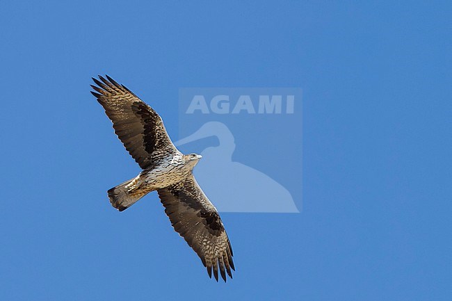 Bonelli's Eagle - Habichtsadler - Aquila fasciata ssp. fasciata, Oman, adult stock-image by Agami/Ralph Martin,