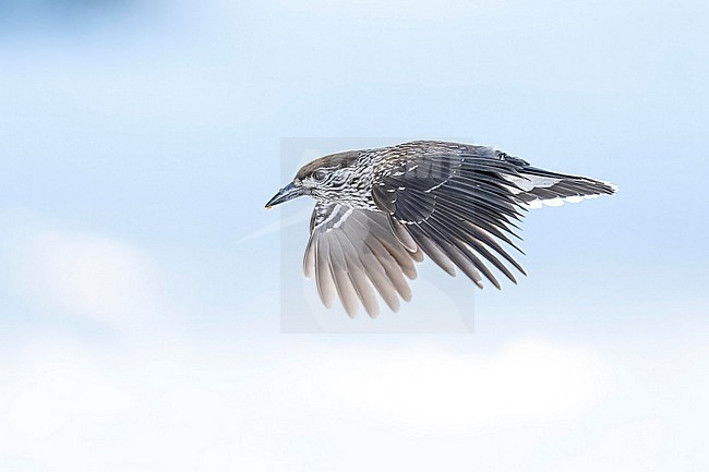 Spotted Nutcracker (Nucifraga caryocatactes) flying over  the snow in bulgarian mountain. stock-image by Agami/Marcel Burkhardt,