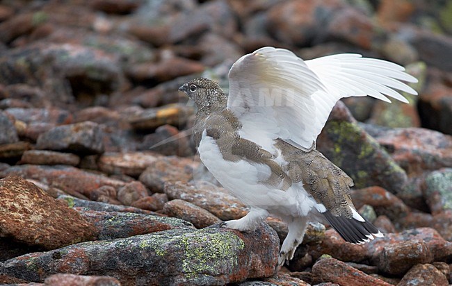 Vrouwtje Alpensneeuwhoen in zomerkleed, Female Rock Ptarmigan in summerplumage stock-image by Agami/Markus Varesvuo,