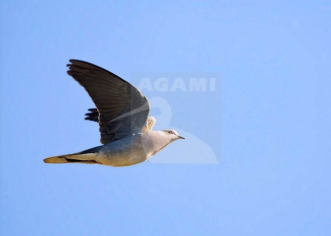 Zomertortel in de vlucht; European Turtle Dove in flight stock-image by Agami/Marc Guyt,