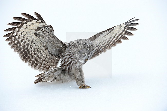 Laplanduil vliegend; Great Grey Owl flying stock-image by Agami/Jari Peltomäki,