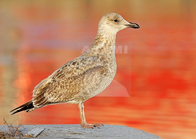 Onvolwassen Zilvermeeuw; Immature Herring Gull stock-image by Agami/Markus Varesvuo,