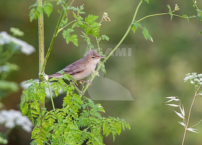 Eastern Olivaceous Warbler (Iduna pallida) in spring on the Greek island of Lesvos. stock-image by Agami/Marc Guyt,