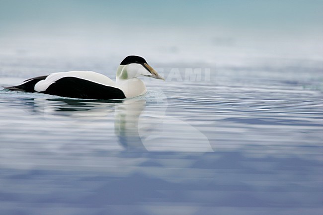 Zwemmend mannetje Eider; Swimming male Common Eider stock-image by Agami/Menno van Duijn,