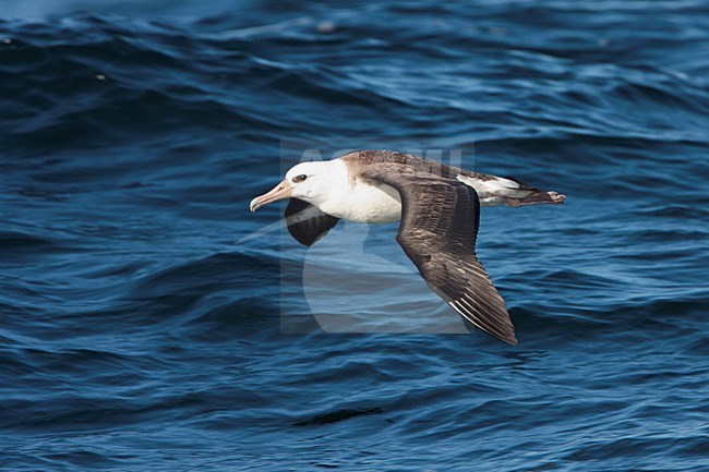 Laysanalbatros in de vlucht; Laysan Albatross in flight stock-image by Agami/Martijn Verdoes,