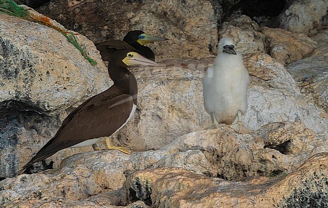 Brown Booby (Sula leucogaster) is nowadays a common breeding bird on the Cape Verde, thanks to better protection of the colonies. stock-image by Agami/Eduard Sangster,