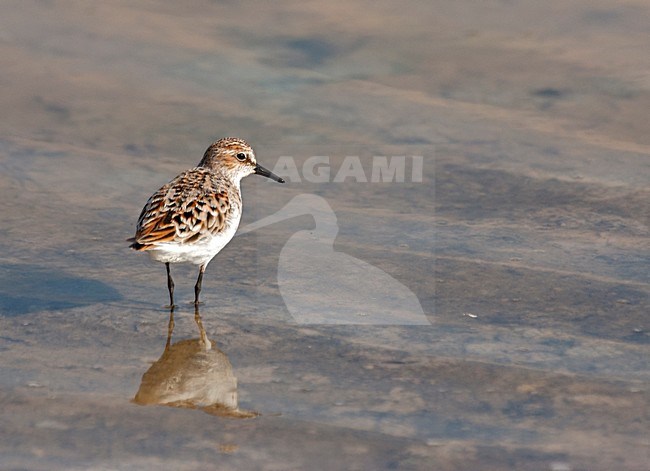 Adulte Kleine Strandloper; Little Stint adult stock-image by Agami/Roy de Haas,