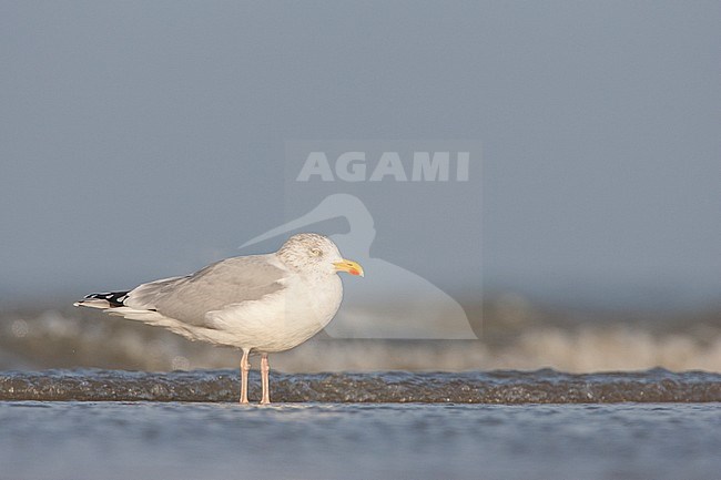 Zilvermeeuw staand in branding; Herring Gull standing in surf stock-image by Agami/Menno van Duijn,