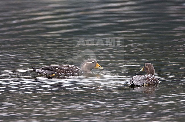 Zwemmende Booteenden; Swimming Steamer-Ducks stock-image by Agami/Marc Guyt,