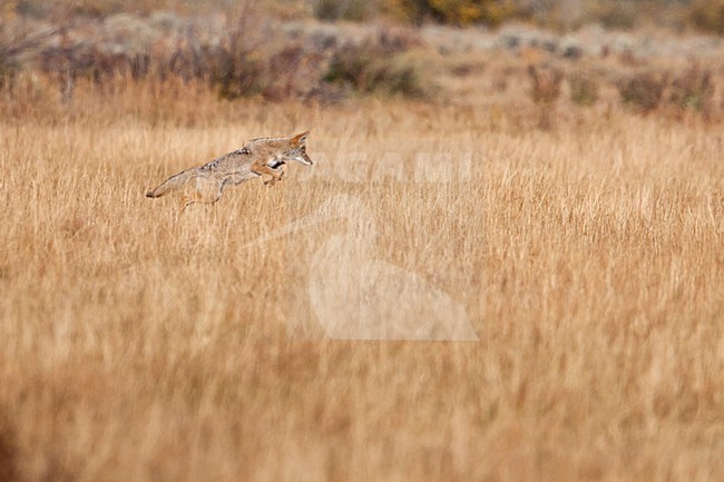 Jagende Prairiewolf in Grand Teton NP USA, Hunting Coyote at Grand Teton NP USA stock-image by Agami/Martijn Verdoes,