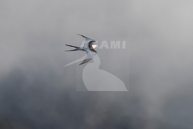 Swallow-tailed Kite (Elanoides forficatus forficatus) flying over Urzelina, Sao Jorge, Azores, Portugal. stock-image by Agami/Vincent Legrand,