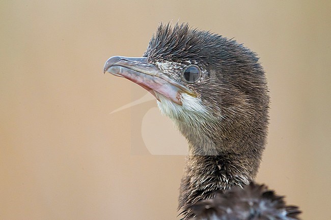 Pygmy Cormorant close up stock-image by Agami/Daniele Occhiato,