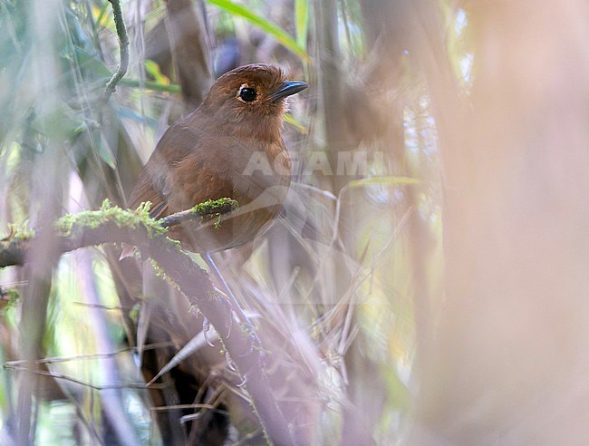 Chachapoyas Antpitta (Grallaria gravesi) in Northern Peru. Endemic to the eastern slope of the Peruvian Andes in the departments of Amazonas, San Martín and Huánuco, and inhabit humid montane forests and forest edges. stock-image by Agami/Dani Lopez-Velasco,