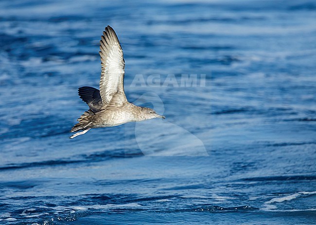 Critically Endangered Balearic shearwater (Puffinus mauretanicus) off the east coast of Spain. stock-image by Agami/Marc Guyt,