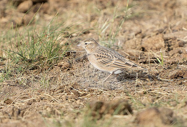 Mongolian Short-toed Lark, Calandrella dukhunensis, during autumn migration in Mongolia. Standing on the ground. stock-image by Agami/Dani Lopez-Velasco,