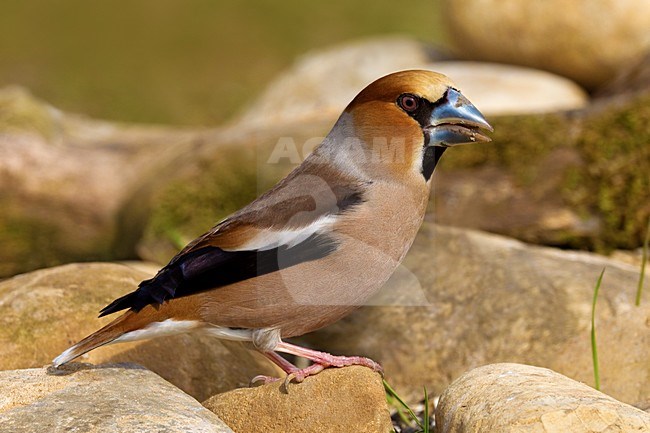 Volwassen Appelvink; Adult Hawfinch stock-image by Agami/Daniele Occhiato,