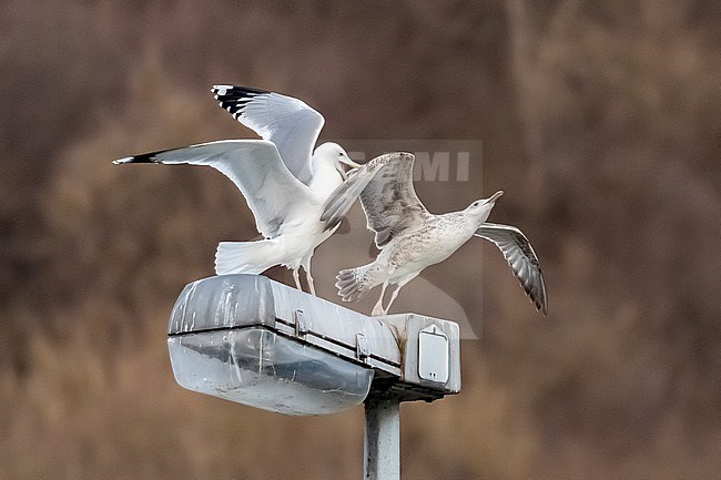 Adult arrassing a first-winter Caspian Gull (Larus cachinnans) flying over la Meuse in Yvoir, Namur, Belgium. stock-image by Agami/Vincent Legrand,