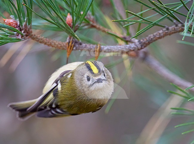 Goldcrest (Regulus regulus) in autumn colored tree at Parainen Utö in Finland during autumn migration. stock-image by Agami/Markus Varesvuo,