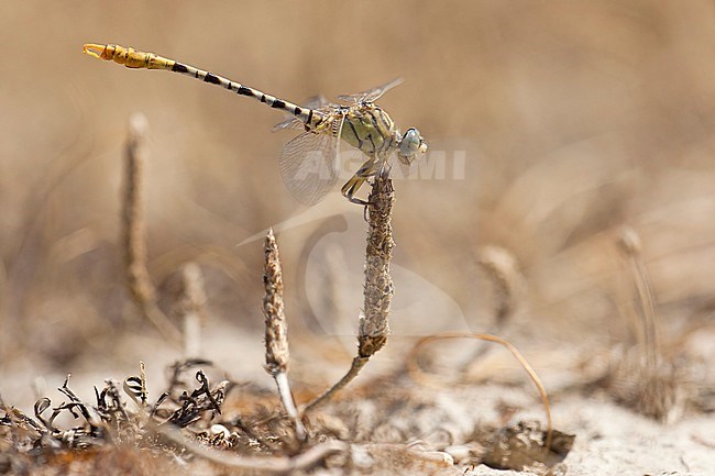 Mannetje Golftanglibel, Male Onychogomphus flexuosus stock-image by Agami/Wil Leurs,