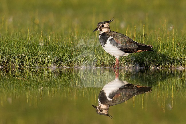 Northern Lapwing - Kiebitz - Vanellus vanellus, Germany, adult stock-image by Agami/Ralph Martin,