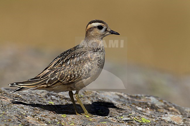 Eerste winter Morinelplevier; First winter Eurasian Dotterel stock-image by Agami/Daniele Occhiato,