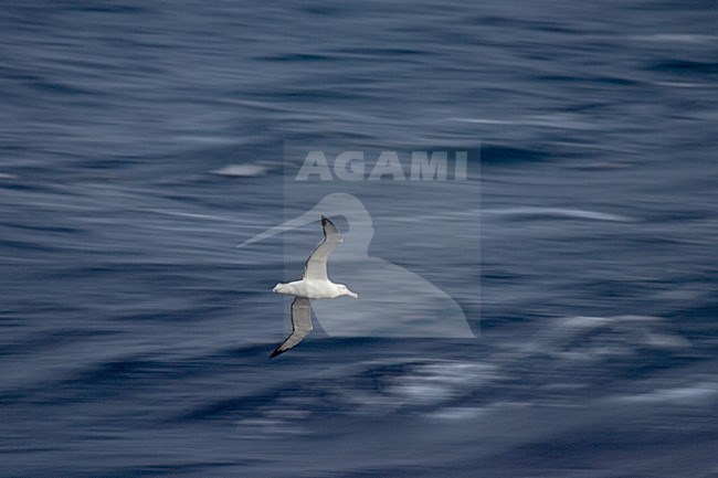 Snowy (Wandering) Albatross flying; Grote Albatros vliegend stock-image by Agami/Marc Guyt,