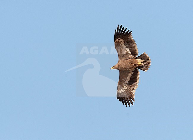 Steppe Eagle (Aquila nipalensis) soaring against a blue sky in Iran. Seen from below. stock-image by Agami/Edwin Winkel,