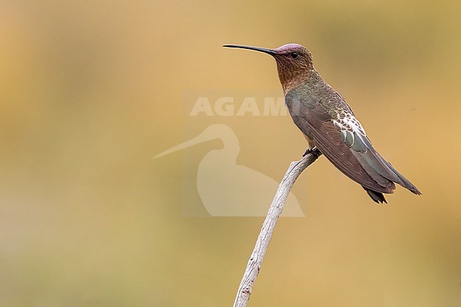 Giant Hummingbird (Patagona gigas) Perched on a branch in Argentina stock-image by Agami/Dubi Shapiro,