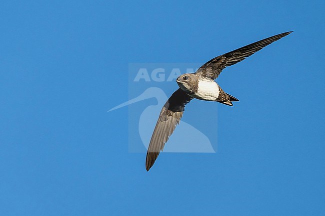 Alpine Swift (Tachymarptis melba) flying agains blue sky in Switzerland. stock-image by Agami/Marcel Burkhardt,