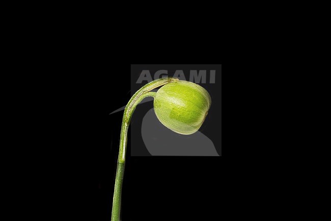 Green Snowdrop, Galanthus ikariae seed box stock-image by Agami/Wil Leurs,