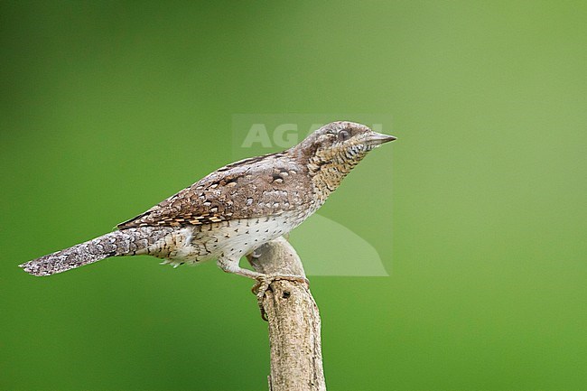 Eurasian Wryneck - Wendehals - Jynx torquilla ssp. torquilla, Germany, adult stock-image by Agami/Ralph Martin,