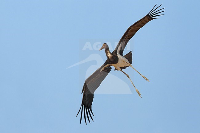 Juveniele Zwarte Ooievaar in de vlucht; Juvenile Black Stork in flight stock-image by Agami/Daniele Occhiato,