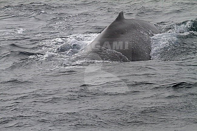 Humpback Whale (Megaptera novaeangliae) stock-image by Agami/Pete Morris,