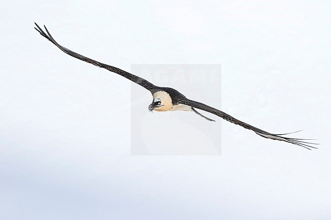 Lammergeier (Gypaetus barbatus barbatus) in Switzerland. Also known as Bearded Vulture. Soaring in the sky in the high Alps. stock-image by Agami/Ralph Martin,