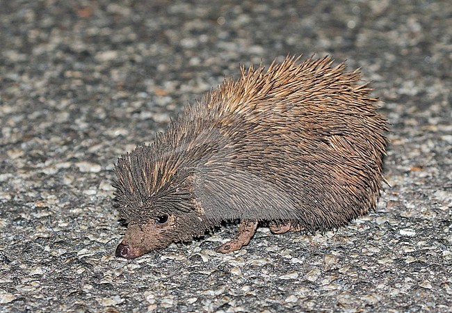 Four-toed hedgehog (Atelerix albiventris) in Ghana. Also known as the African pygmy hedgehog. stock-image by Agami/Pete Morris,