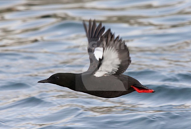 Zwarte Zeekoet volwassen zomerkleed vliegend; Black Guillemot adult summer flying above the ocean stock-image by Agami/Hugh Harrop,