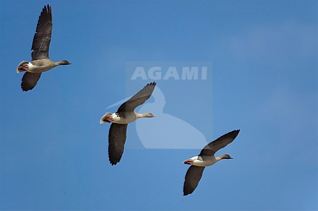 Kleine Rietgans, Pink-footed Goose, Anser brachyrhynchos stock-image by Agami/Markus Varesvuo,