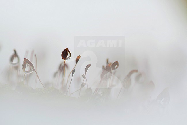 Sporendragend mos met bevroren waterdruppels, Moss with frozen waterdrops stock-image by Agami/Rob de Jong,