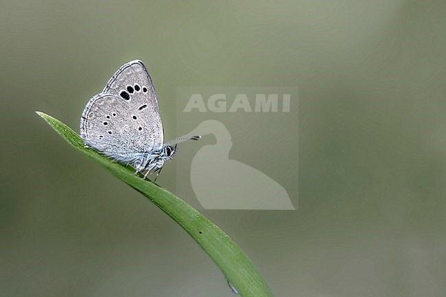 Black-eyed Blue, Glaucopsyche melanops stock-image by Agami/Wil Leurs,