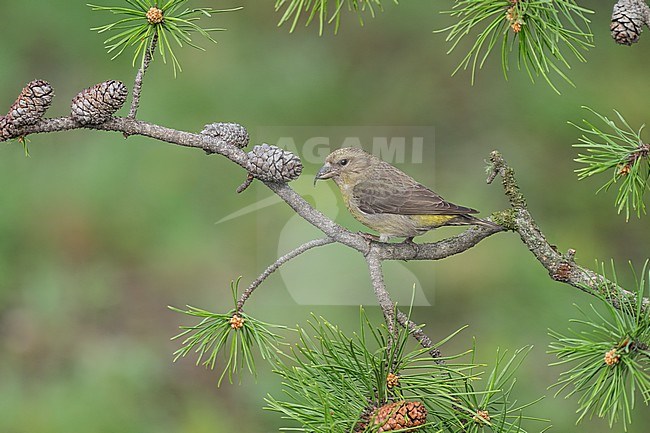 Adult female
Jefferson Co., CO
June 2023 stock-image by Agami/Brian E Small,