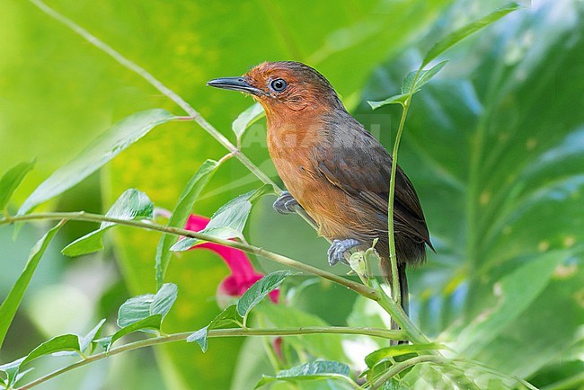 The Blackish Antbird is a typical antbird foraging deep in the jungle foliage of central South America. The female depicted here is very different from the male which is mostly deep black. stock-image by Agami/Jacob Garvelink,