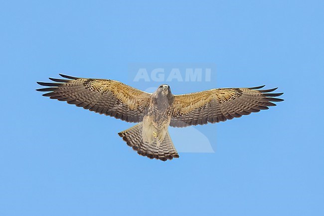 Juvenile (intermediate morph)
San Diego Co., CA
April 2023 stock-image by Agami/Brian E Small,