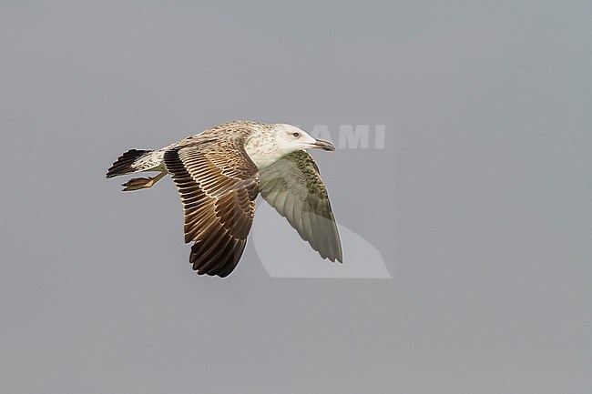 Steppe Gull - Barabamöwe - Larus barabensis, Oman, 1st W stock-image by Agami/Ralph Martin,