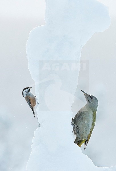 Siberian Tit (Poecile cinctus) and Grey-heades Woodpecker (Picus canus) Kuusamo Finland January 2019 stock-image by Agami/Markus Varesvuo,