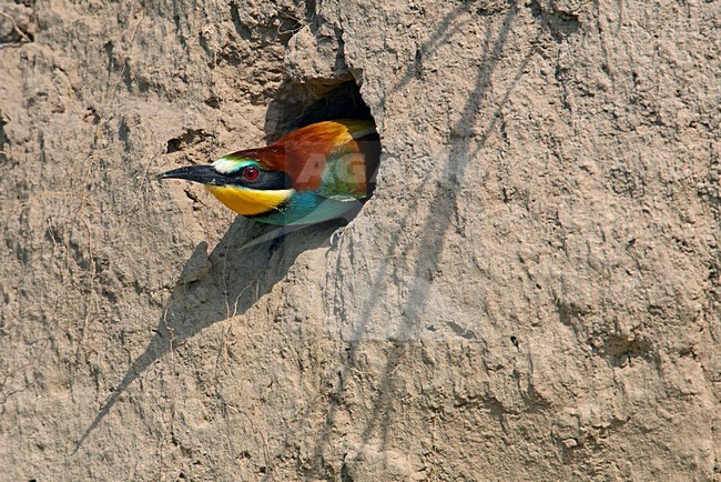 Bijeneter; European Bee-eater (Merops apiaster) Hungary May 2008 stock-image by Agami/Markus Varesvuo / Wild Wonders,